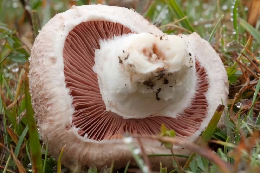 Field Mushrooms | Featured image for wholesale mushrooms product page.
