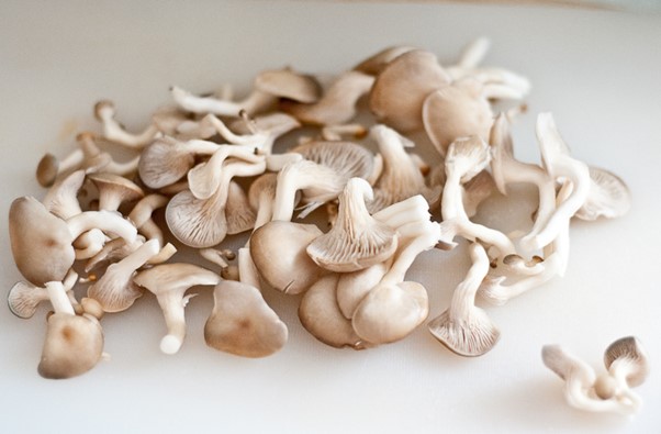 Image of shimeji mushrooms | Featured image for wholesale mushroom product page.